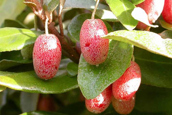 13 bài thuốc chữa bệnh từ cây nhót