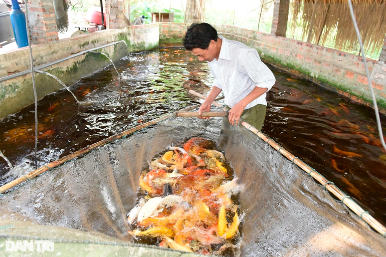 Từ món quà con rể tặng, lão nông thử nghiệm mô hình mới hốt bạc triệu