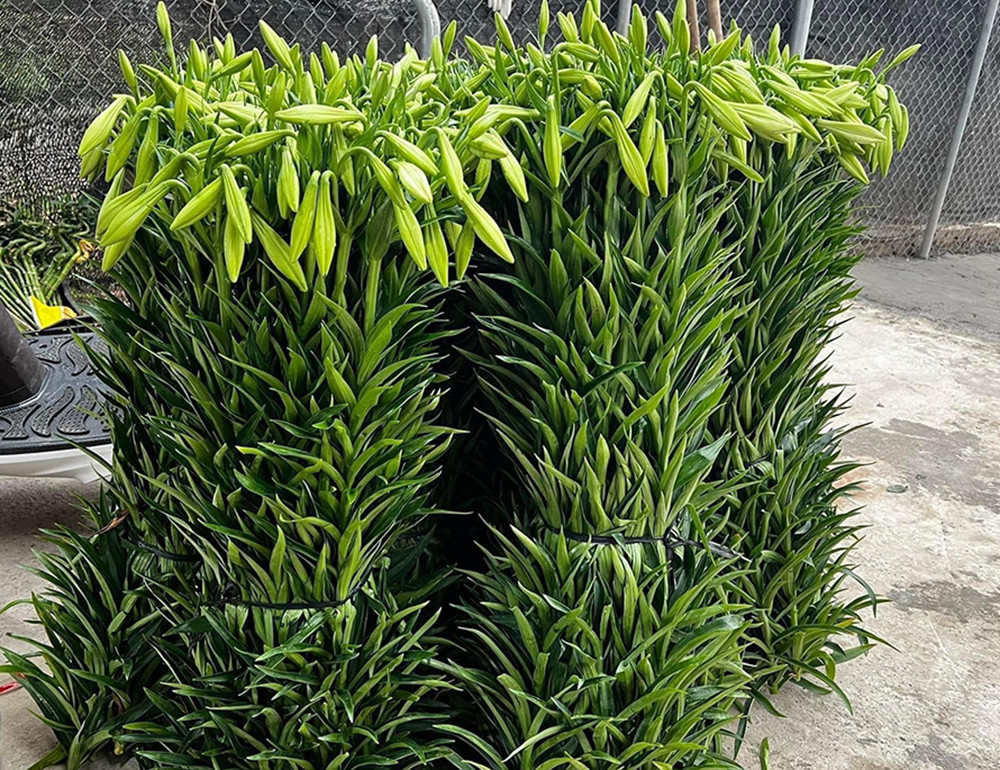 Hoa loa kèn dội chợ gọi tháng 4 về, giá rẻ bèo vẫn ế