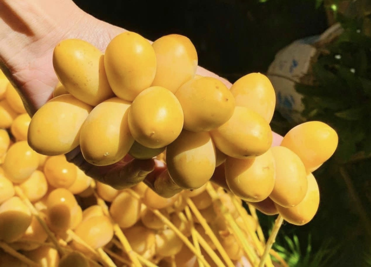 Giá rẻ nhất từ trước đến nay, chà là tươi Thái Lan đổ bộ chợ Việt 