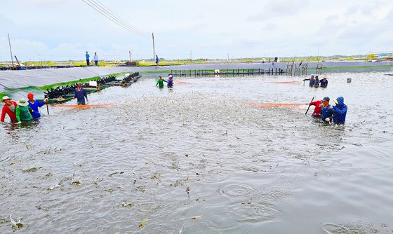 Lo thiếu tôm nguyên liệu cho xuất khẩu