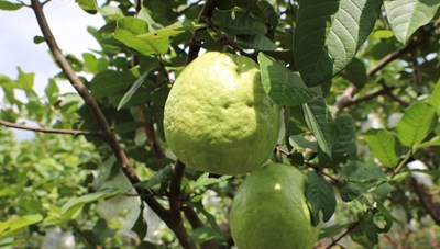 Ổi Hoành Bồ làm 'đại sứ du lịch'