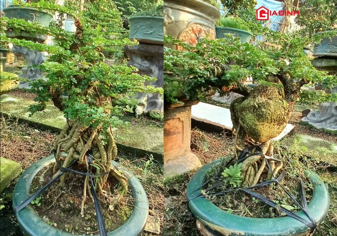 Quất cần thăng, bon sai “lạ” chơi Tết Giáp Thìn 2024, giá 300 triệu