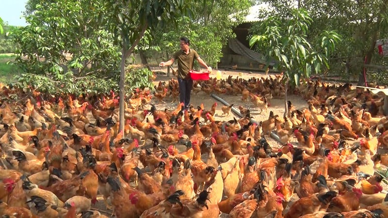 Chàng rể Quảng Trị đổi đời dựng cơ ngơi tiền tỉ sau khi được bố vợ mời ăn thịt gà quê