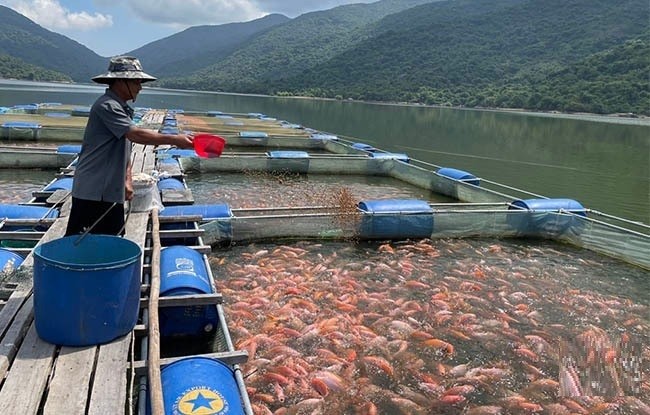 Nuôi con đặc sản thích ăn tạp, anh nông dân thu lãi gần tỷ đồng/năm